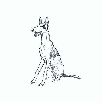 Vintage hand drawn sketch ibizan hound