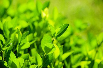 In spring, rivers and plants in urban parks