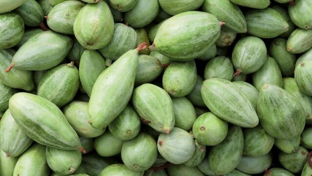 fresh organic pointed gourd from farm close up from different angle