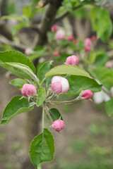 Branches of blossoming apple tree.