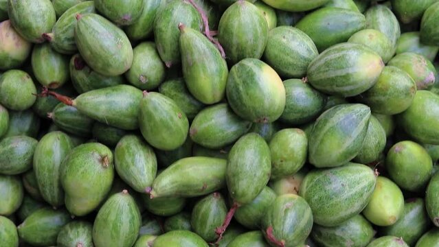 fresh organic pointed gourd from farm close up from different angle