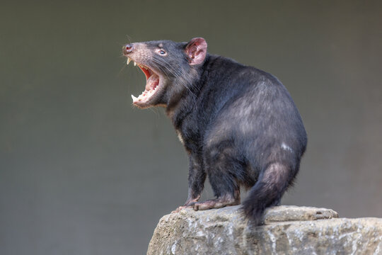 Tasmanian Devil (Sarcophilus harrisii) seen in profile, with mouth wide open, displaying teeth and tongue, in aggressive mood. They are the world’s largest carnivorous marsupials.