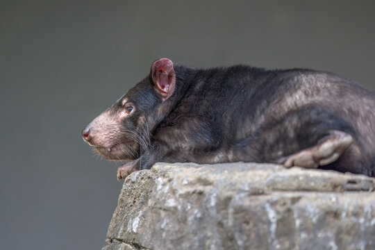 Tasmanian Devil (Sarcophilus harrisii) resting on top of a rock. These native carnivorous Australian marsupials have been declared an endangered species, with decreasing numbers.