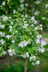 close up of jasmine flowers in a garden