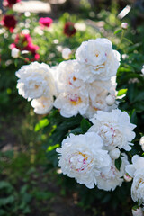 White peonies in the garden