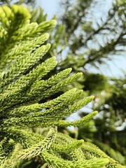 close up of fern