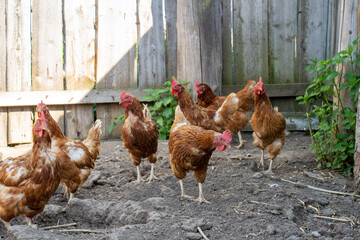 Domestic birds red chickens walk and look for food in the barnyard