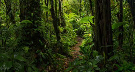 Path in tropical rain forest