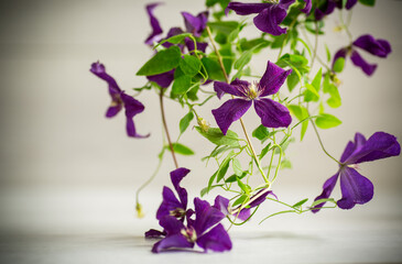 beautiful blooming clematis on a light background