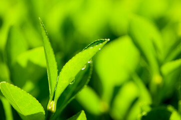 In spring, rivers and plants in urban parks