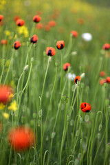 Red field poppies, close up. Summer wildflowers.