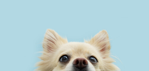 Close-up pomeranian puppy dog looking at camera. Isolated on blue pastel background