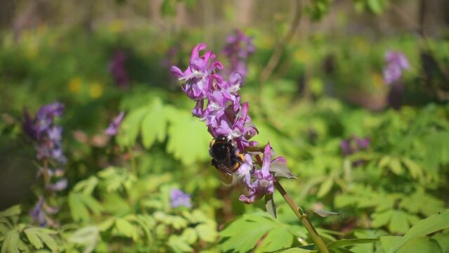 A large bumblebee collects pollen on the flowers of Corydalis cava in the spring forest.