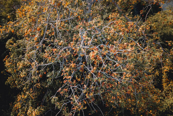 Aerial top view of summer yellow and red trees in forest. - obrazy, fototapety, plakaty