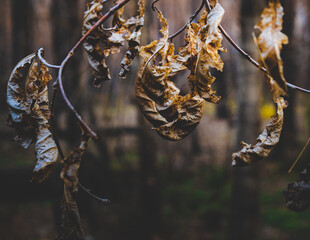 Nature of Ukraine, Kharkiv region, 
autumn