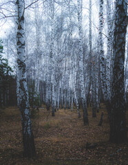 Nature of Ukraine, Kharkiv region, 
autumn