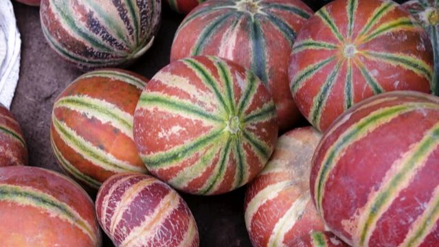 fresh organic muskmelon from farm close up from different angle