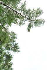 Obraz premium silver oak tree