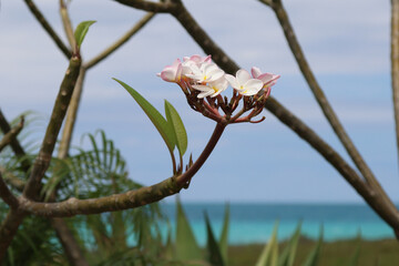 Flower on the beach of Cayo Santa Maria in Cuba