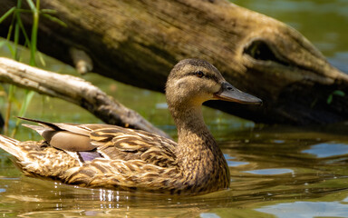 Birds and nature, Ukraine, Kharkiv region