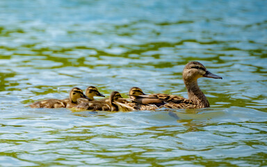 Birds and nature, Ukraine, Kharkiv region