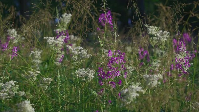 Flowering forest herbs - Ivan tea (fireweed) and conium maculatum, 4k video in real time. Idea of the natural background of free forest ecosystem, care for nature, climate change ecology problems