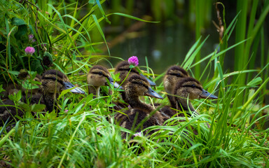 Birds and nature, Ukraine, Kharkiv region