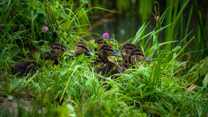 Birds and nature, Ukraine, Kharkiv region