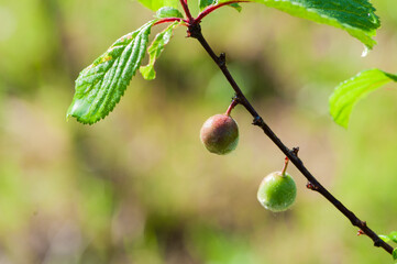 Wild peaches growing naturally in the fields