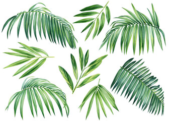 Fototapeta na wymiar Palm leaves, Tropical plants on an isolated white background, watercolor illustration