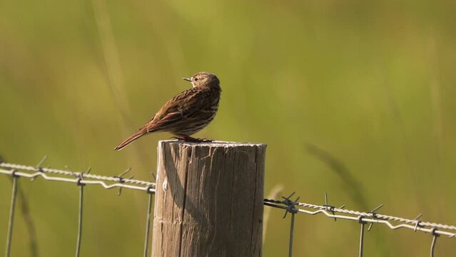 A meadow pipit (Anthus pratensis) sitting on a wooden pole and a fench of barbed wire
