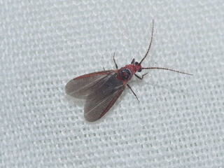 Cottony Cushion Scale (Icerya purchasi), male