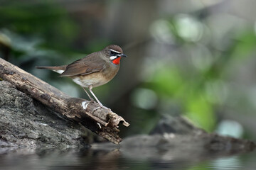 A closeup of the male of the Siberian rubythroat. Calliope calliope. bird standing by the river.