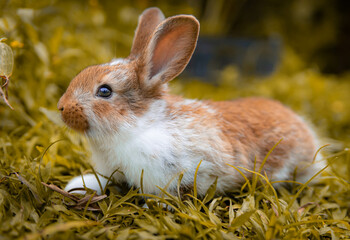 Um lindo coelho no jardim