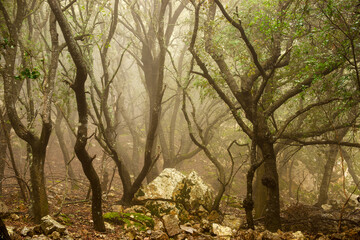 Bosc de Plan&iacute;cia. Mola de Plan&iacute;cia.Banyalbufar.Sierra de Tramuntana.Mallorca.Baleares.Espa&ntilde;a.