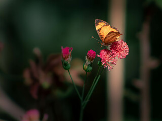 Uma pequena borboleta em uma pequena flor