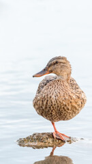 duck in water