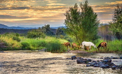 Wild Horses of the Salt River, Arizona