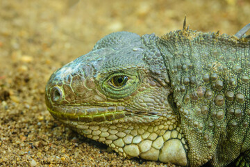 giant mexican iguana from the mexican caribbean.