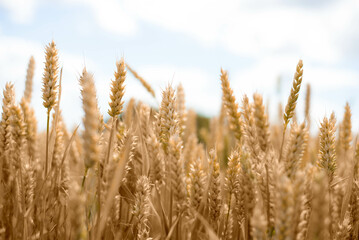Photograph of wheat. Wheat field.