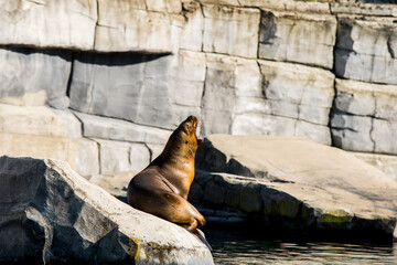 Fototapeta premium Sea lion on a rock. Seal. sea lion posing on a rock in the reefs. 