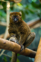 A Portrait of a bamboo lemur in its natural environment. Greater Bamboo Lemur (Hapalemur simus). Critically endangered and endemic to southeastern Madagascar.