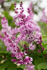 pink and white flowers