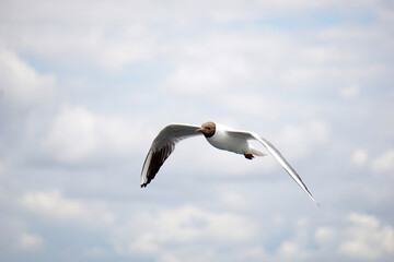 Flying black and white seagull