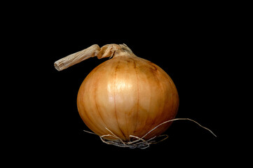 single vegetable onion on a black background