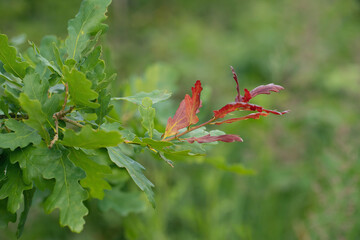 Young, red shoot of a common oak (Quercus robur).