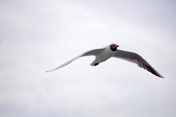 Flying black and white seagull