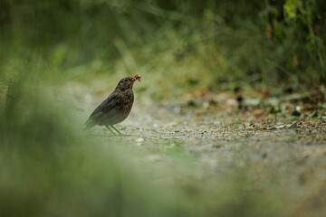 Amsel mit Futter für die Jungen
