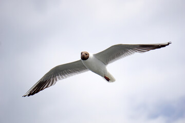 Flying black and white seagull