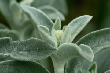 Stachys , fluffy plant with soft leaves, hare ears